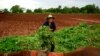 Foto Archivo. El campesino Olivio Pérez, en San Antonio de los Baños. REUTERS/Alexandre Meneghini