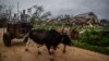 Una casa de tabaco destruida por el huracán Ian en Pinar del Río, Cuba. (AP/Ramon Espinosa)