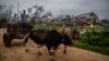 Una casa de tabaco destruida por el huracán Ian en Pinar del Río, Cuba. (AP/Ramon Espinosa)