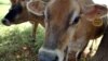 Vacas adquiridas por Cuba al estado de Vermon (EEUU). Fotografía de archivo.