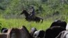 Un campesino cubano arrea un rebaño de reses en San Antonio de los Baños (Agencia AFP).