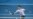 Copa Hopman de tenis: La Suiza de Federer venció a Alemania
