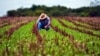 Un campesino labora la tierra en una finca en Cuba. (Archivo)