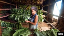 Una tabaquera cubana ensarta hojas de tabaco en los "cujes" para colgarlas a secar en las casa de tabaco.